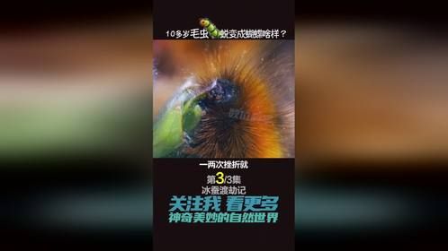 有“不死之身“的毛毛虫被冻成冰块10多次后 才能破茧成蛾（下）