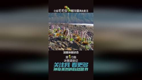 有“不死之身“的毛毛虫被冻成冰块10多次后 才能破茧成蛾（上）