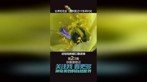 有“不死之身“的毛毛虫被冻成冰块10多次后 才能破茧成蛾（中）