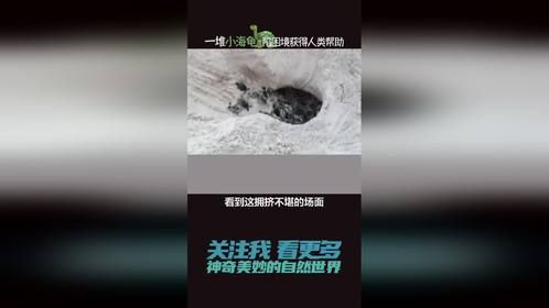 海滩上挖出一窝刚出生的小海龟，密密麻麻爬向大海。