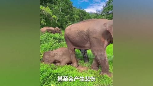 大象的情感有多丰富，不仅会热心见义勇为，还表达感情。