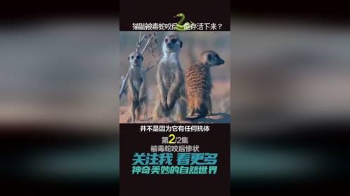眼镜蛇的毒液有多恐怖？狮子中毒剧烈抽搐 猫鼬痛苦呻吟（下）