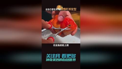 狮头金鱼脑袋肉瘤太大，头重脚轻行动困难，主人给它剪头发。