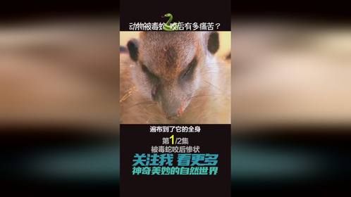 眼镜蛇的毒液有多恐怖？狮子中毒剧烈抽搐 猫鼬痛苦呻吟（上）