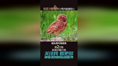 萌禽穴小鸮为什么喜欢到处捡屎？原来是家里有一堆娃娃（下）