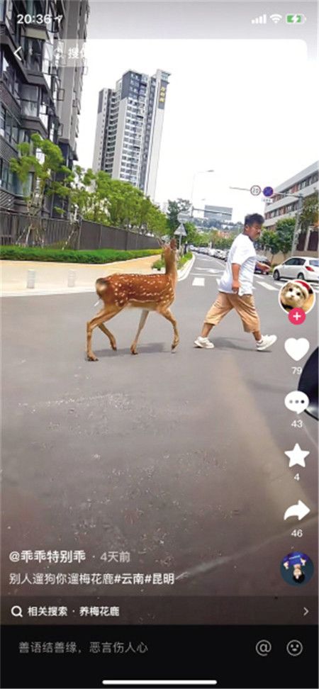 梅花鹿跟随男子在路上行走 本组图片视频截图