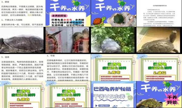 巴西龟怎么养才是正确的