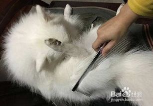 幼犬掉毛,换季换毛季,注意护理哦
