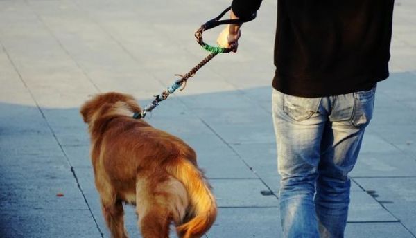 避免犯下这些训练宠物犬的错误