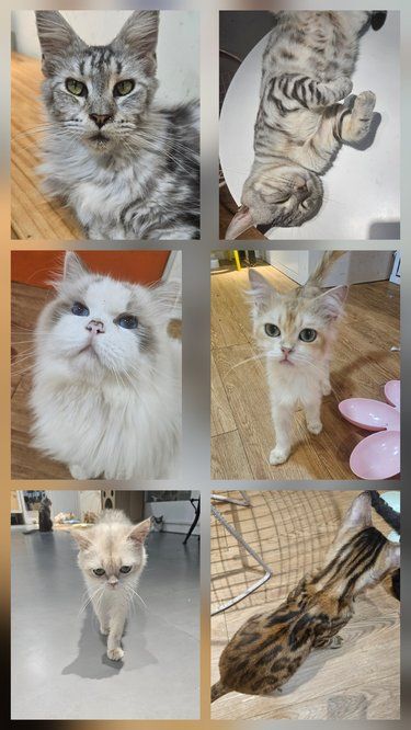 超多喵的一家猫咖
