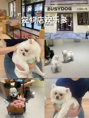 BUSYDOG 宠物萌宠馆 | 被狗狗包围