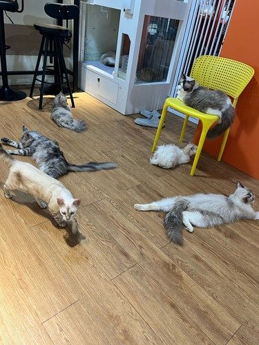 猫奴天堂✨ 这家猫咖我能待一整天