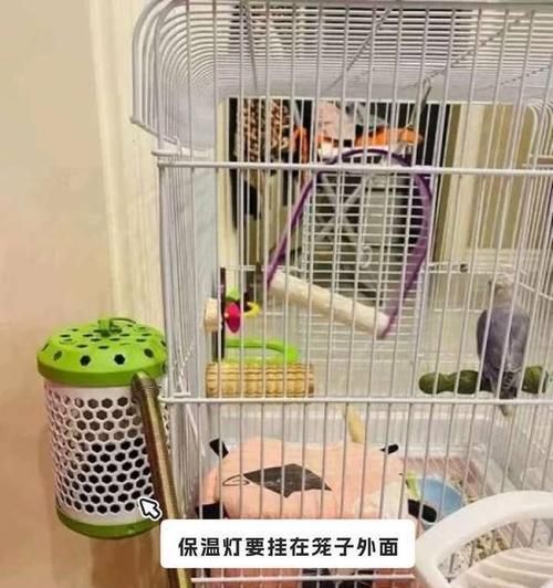 虎皮鹦鹉繁殖的温度要求（探讨虎皮鹦鹉繁殖所需的理想温度及关键因素）