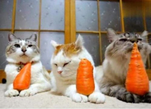 “猫咪毛发光泽食谱,营养秘籍大公开!”
