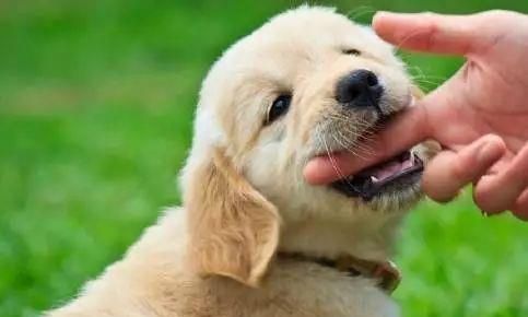 狗狗咬手探究:宠物行为解析