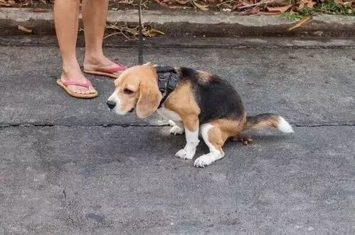 狗狗不来,求助宠物行为解析
