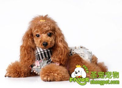 贵宾犬