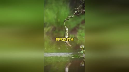 想吃蛇的鱼