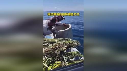 模仿珊瑚的独特捕鱼方式