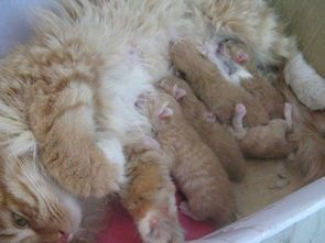 母猫产后营养补充有哪些好方法?