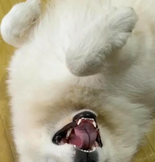 萨摩耶犬如何减肥？（帮助你的萨摩耶恢复健康的方法）