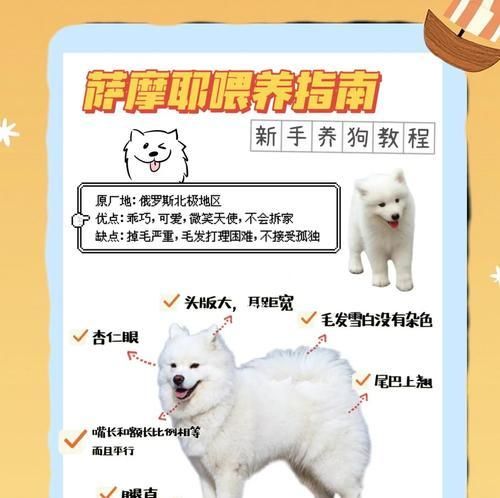 萨摩耶犬如何减肥？（帮助你的萨摩耶恢复健康的方法）