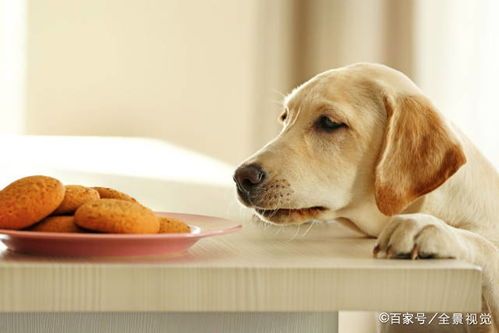 狗狗健康零食,营养满分!