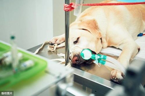 狗狗健康零食，营养满分！