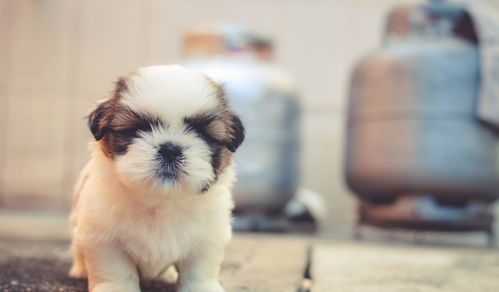 猎兔犬专属营养指南:打造完美饮食计划