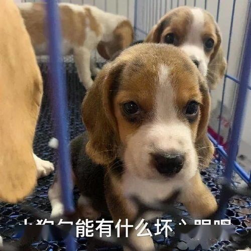 猎兔犬专属营养指南:打造完美饮食计划