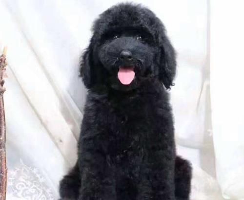 揭秘:如何为你的巨贵犬制定健康饮食计划?