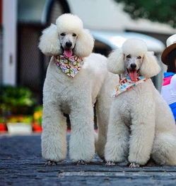 揭秘:如何为你的巨贵犬制定健康饮食计划?