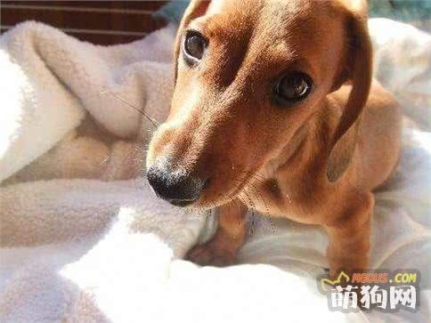 铲屎官必知的6个狗狗喂养好习惯！