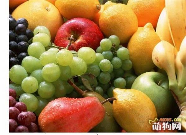 铲屎官必知的6个狗狗喂养好习惯！