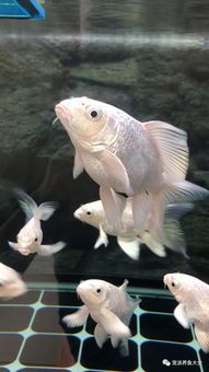 霞蝶鱼饲养攻略,宠物爱好者必读!