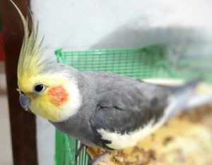 玄凤鹦鹉
