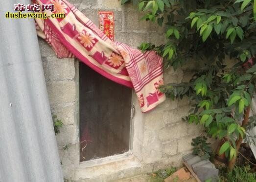 广西横县养蛇场养蛇基地