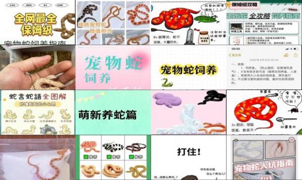 宠物蛇不想养了怎么办