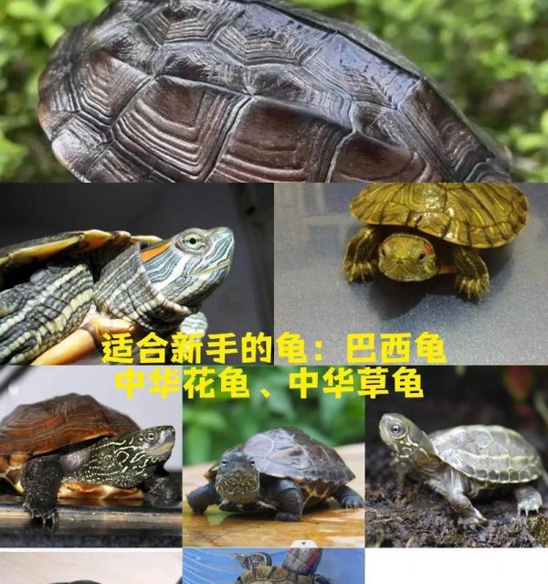 草龟的饲料选择与喂养技巧（营养均衡的草龟饲料推荐，让宠物更健康）