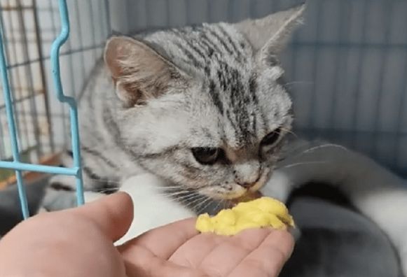 猫怀孕几个月生产