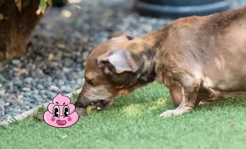 术后狗狗选易消化、营养均衡的狗粮