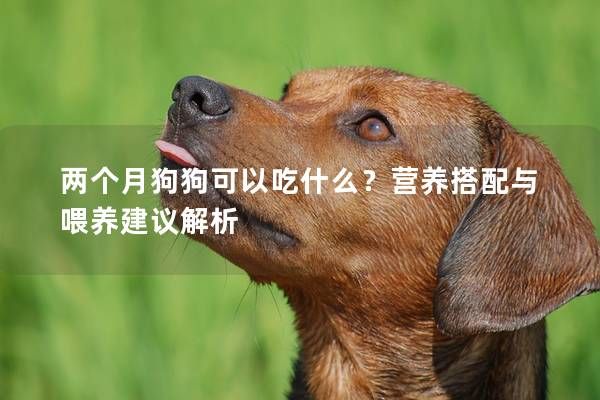 两个月狗狗可以吃什么？营养搭配与喂养建议解析