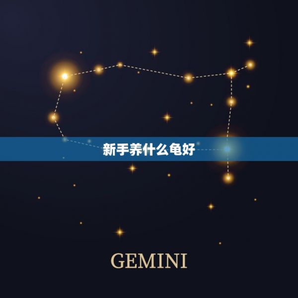 新手养什么龟好,家里养什么乌龟品种最好 第1张