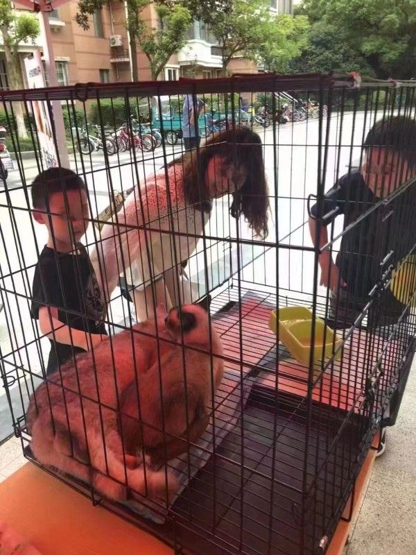 流浪狗救助苏州市宠物救助领养中心