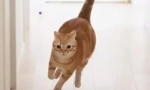 猫咪“跑酷门”事件引发中国猫咪协会严惩违规行为