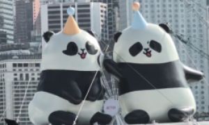 香港推出特别版天星小轮迎接“港产”大熊猫周岁生日
