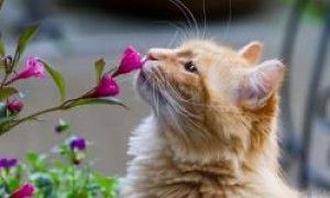 猫的嗅觉好吗,猫咪如何运用嗅觉?