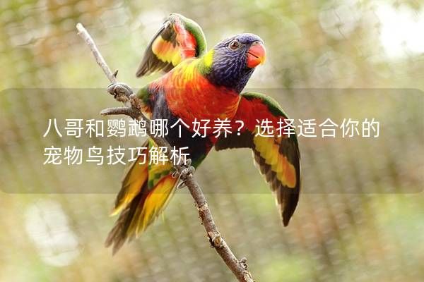 八哥和鹦鹉哪个好养?选择适合你的宠物鸟技巧解析