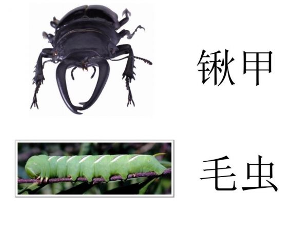 常见昆虫图片名称.ppt_第1页