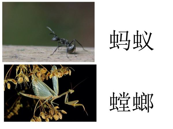 常见昆虫图片名称.ppt_第2页